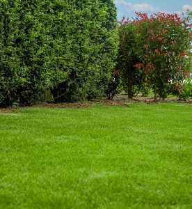 Wide Bay Turf - Zoysia Australis